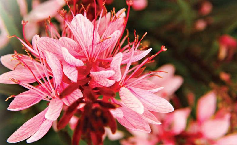 Lillipop Blush puts on a delightful show. Lillipop Blush puts on a delightful show.
